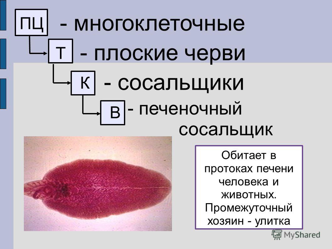 Кракен переходник ссылка